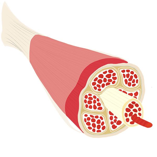 Illustrazioni scientifiche